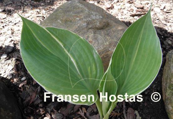 Hosta Sum Cup-o-Joe